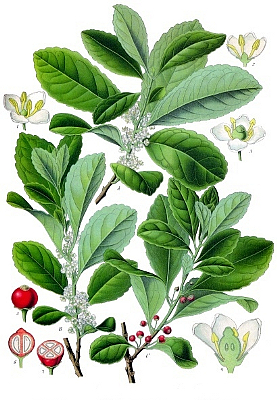 ILEX PARAGUAIENSIS